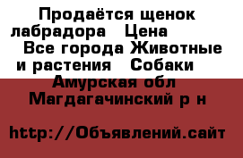 Продаётся щенок лабрадора › Цена ­ 30 000 - Все города Животные и растения » Собаки   . Амурская обл.,Магдагачинский р-н